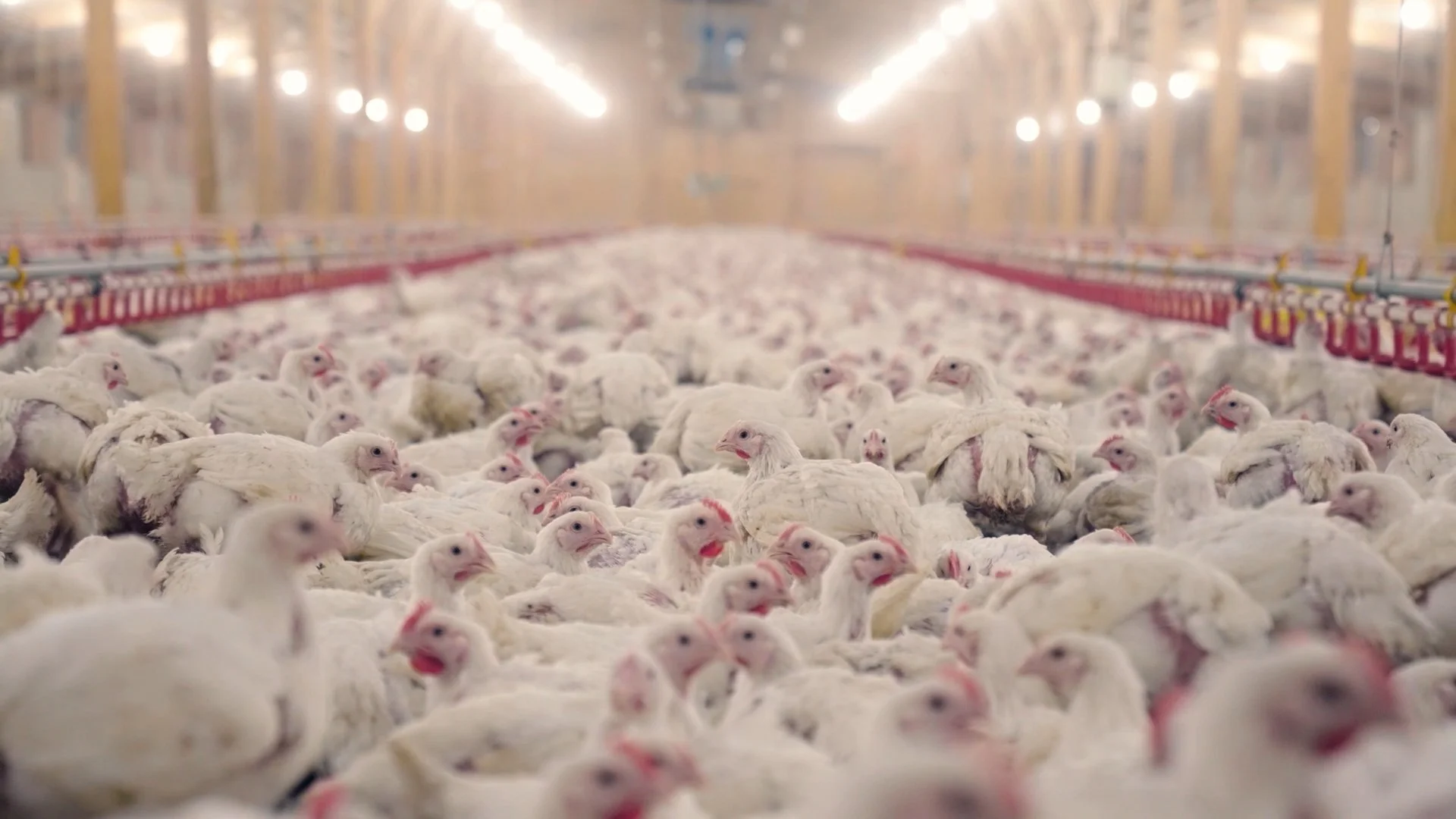 ‘Reckless’ Labour Must Halt Spread Of Factory Farming, Say Campaigners