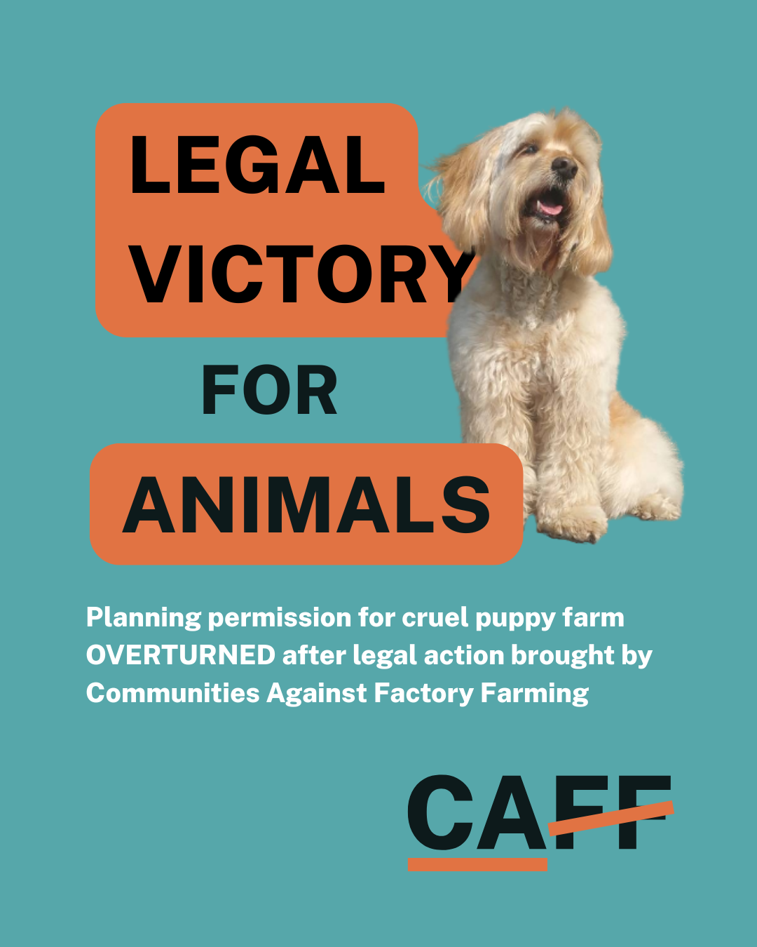 ‘Big Win for Animal Welfare’: Planning Approval for Controversial Puppy Farm in Horncastle Quashed After Legal Challenge