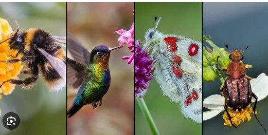 Pollinator Activity hosted by Willow Ridge Garden Center and Landscaping