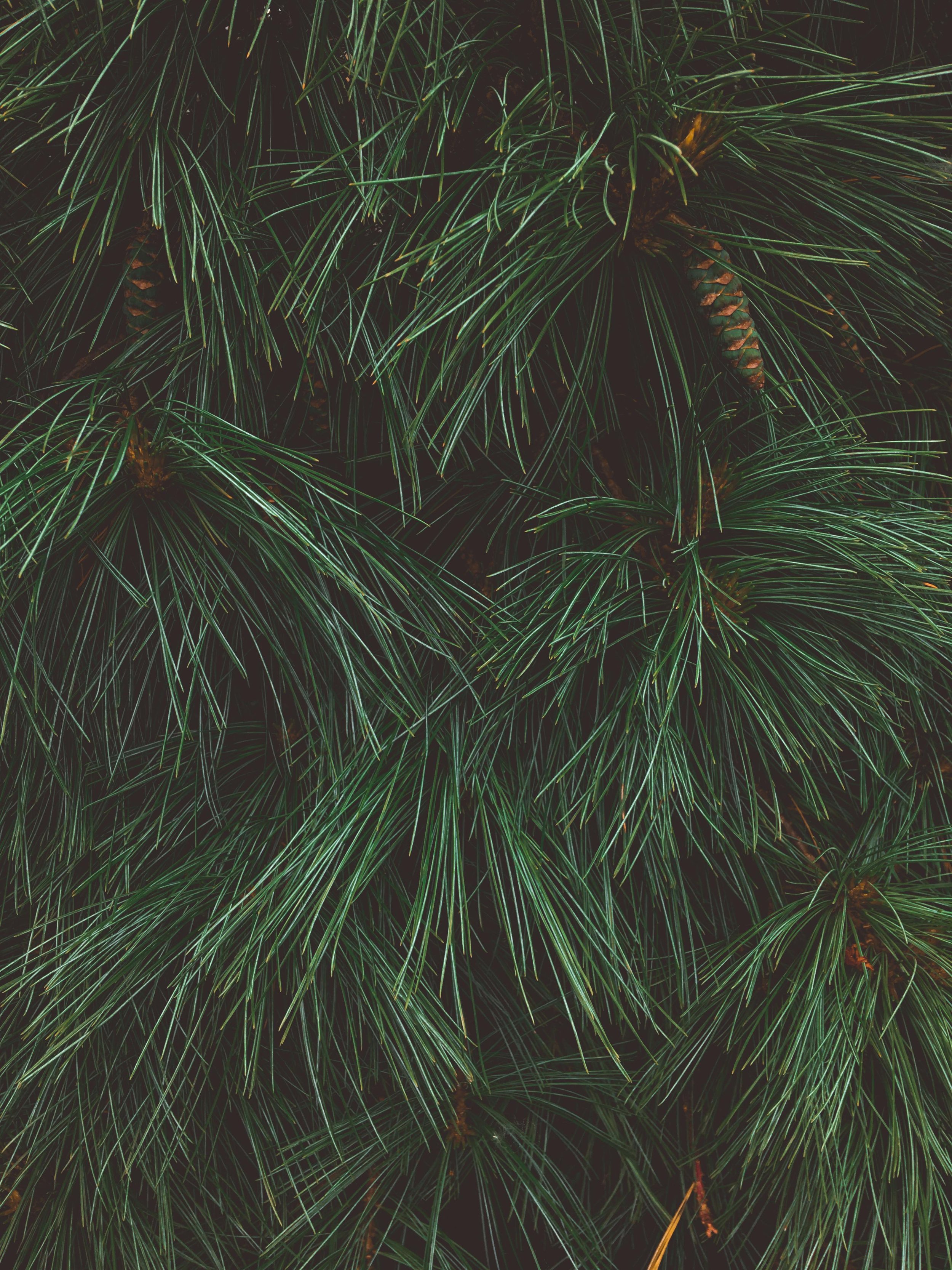pine_1.jpg
