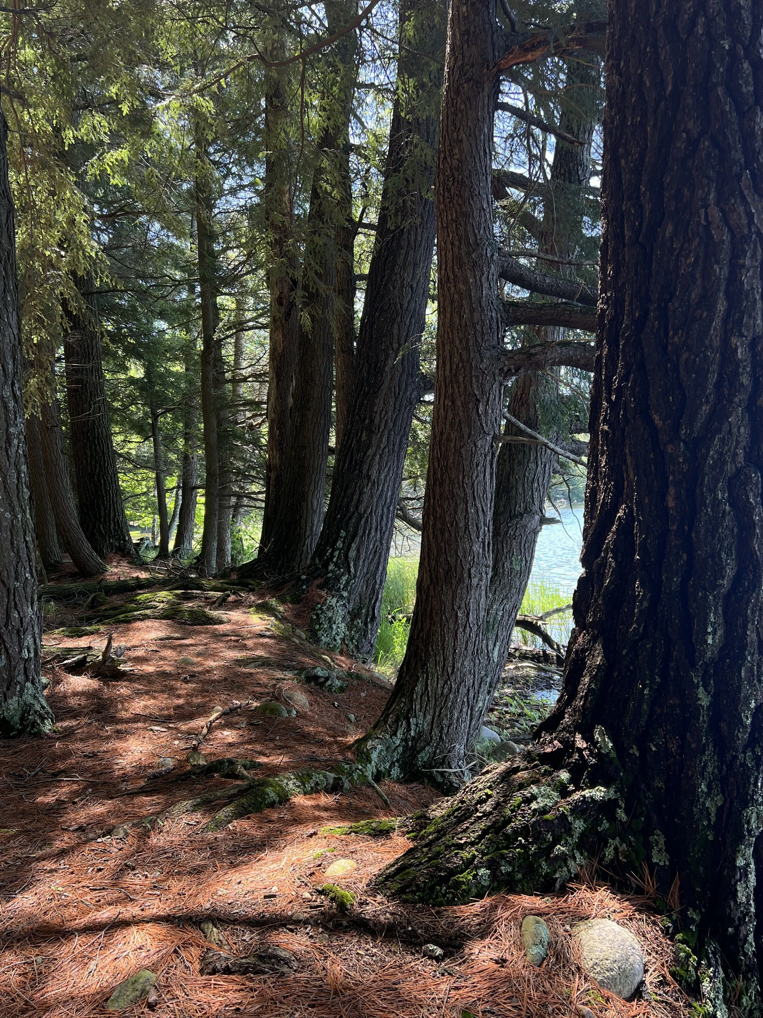 Lost Lake Collection