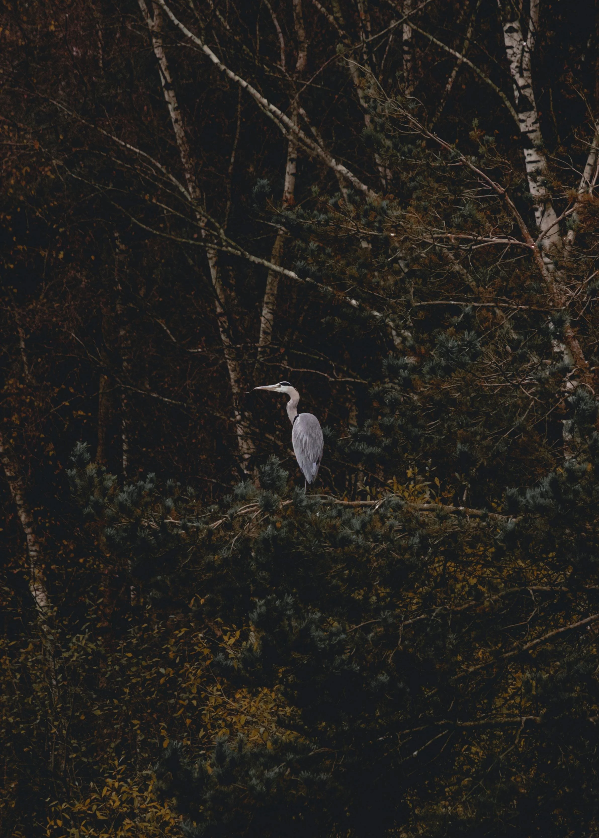 great_blue_heron.jpg