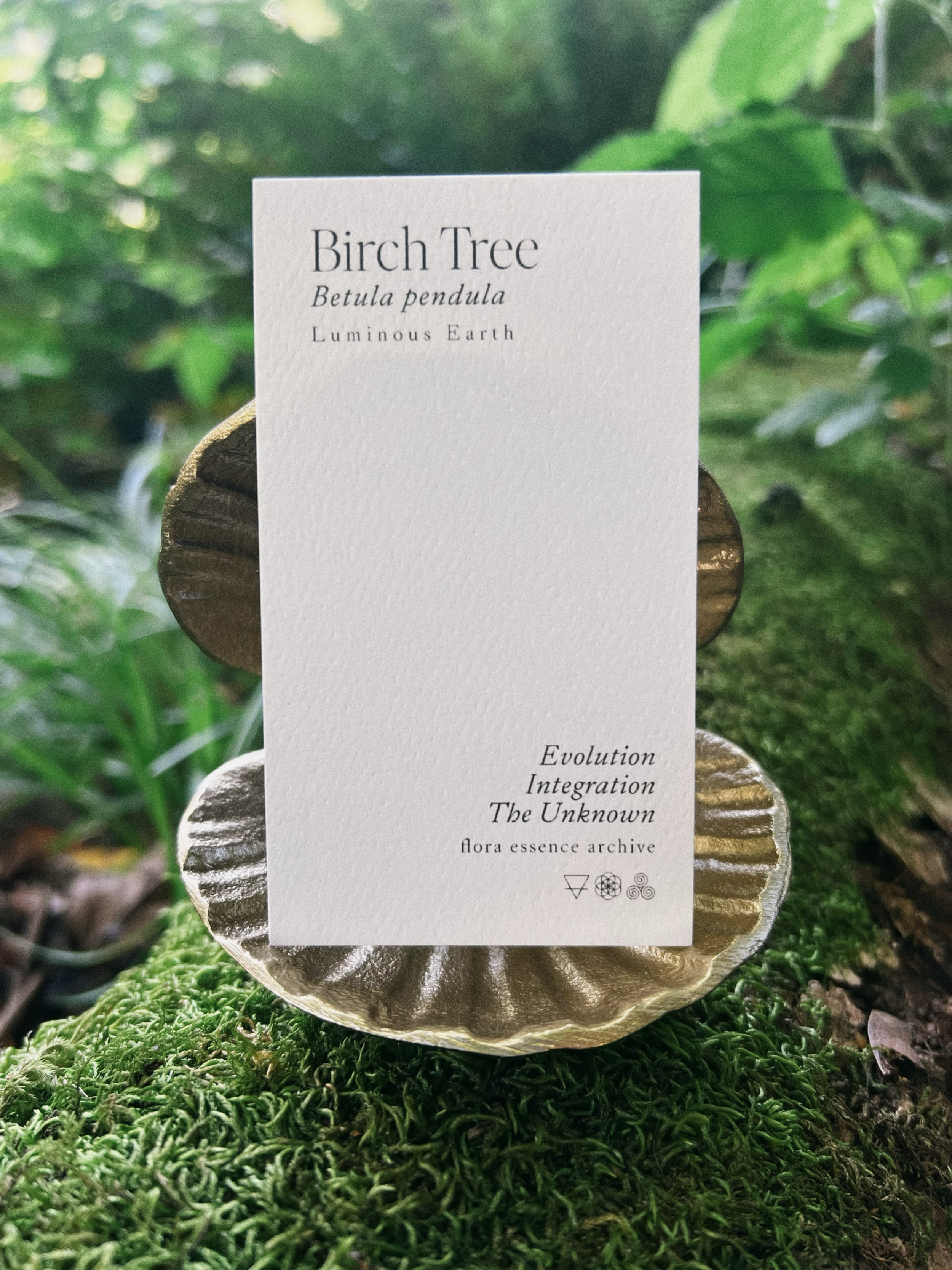 Birch_card.png