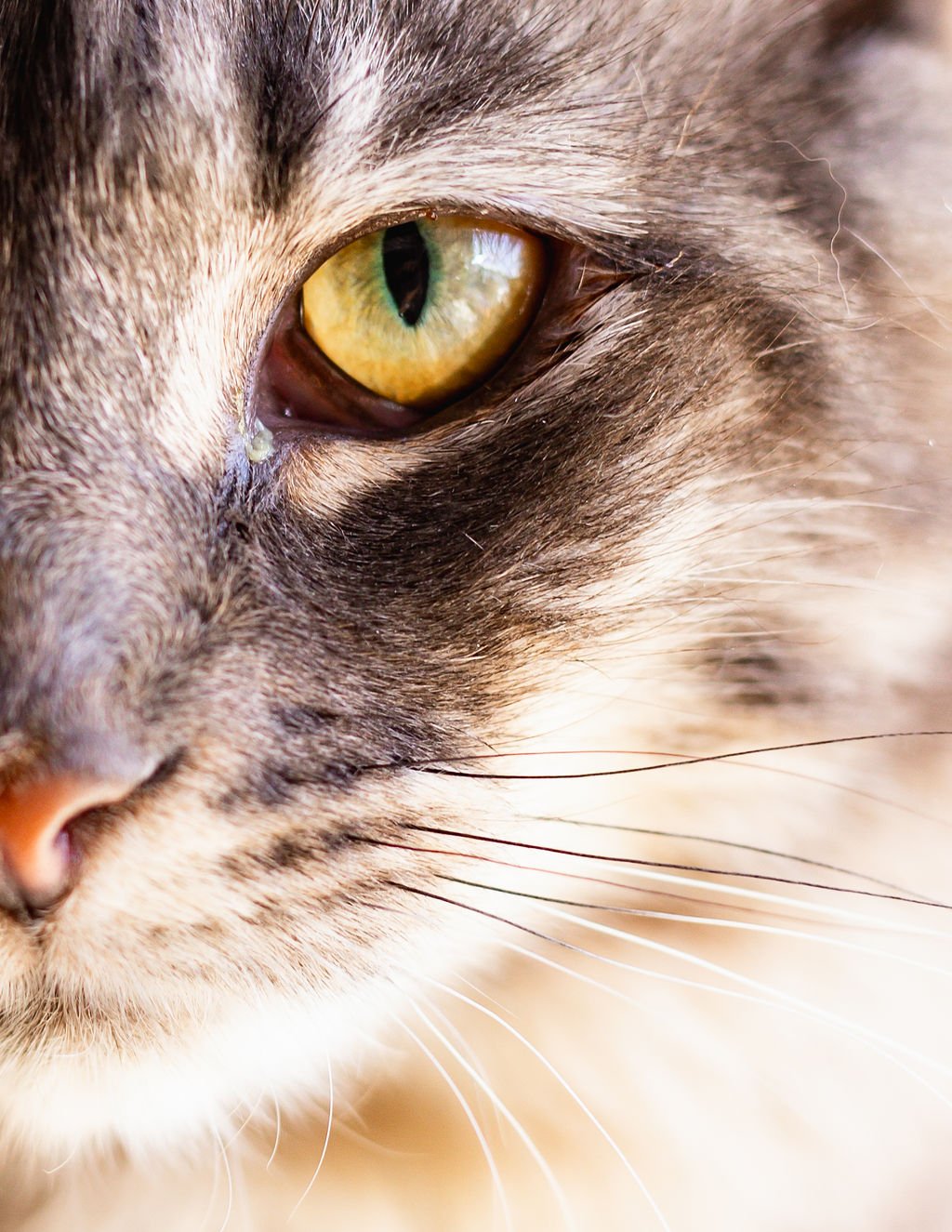 PURRR_Sept2023-27.jpg