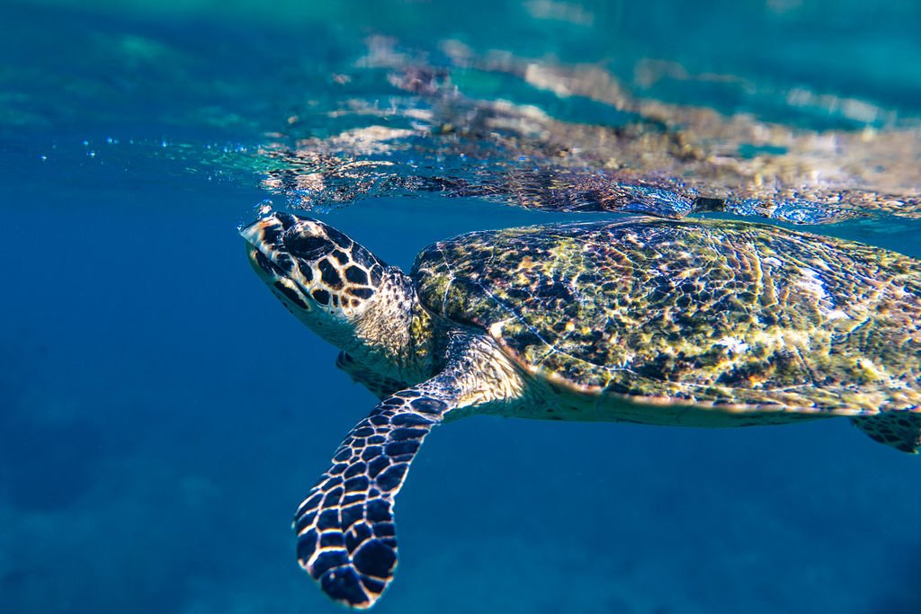 travel-bali-indonesia-underwater.jpg