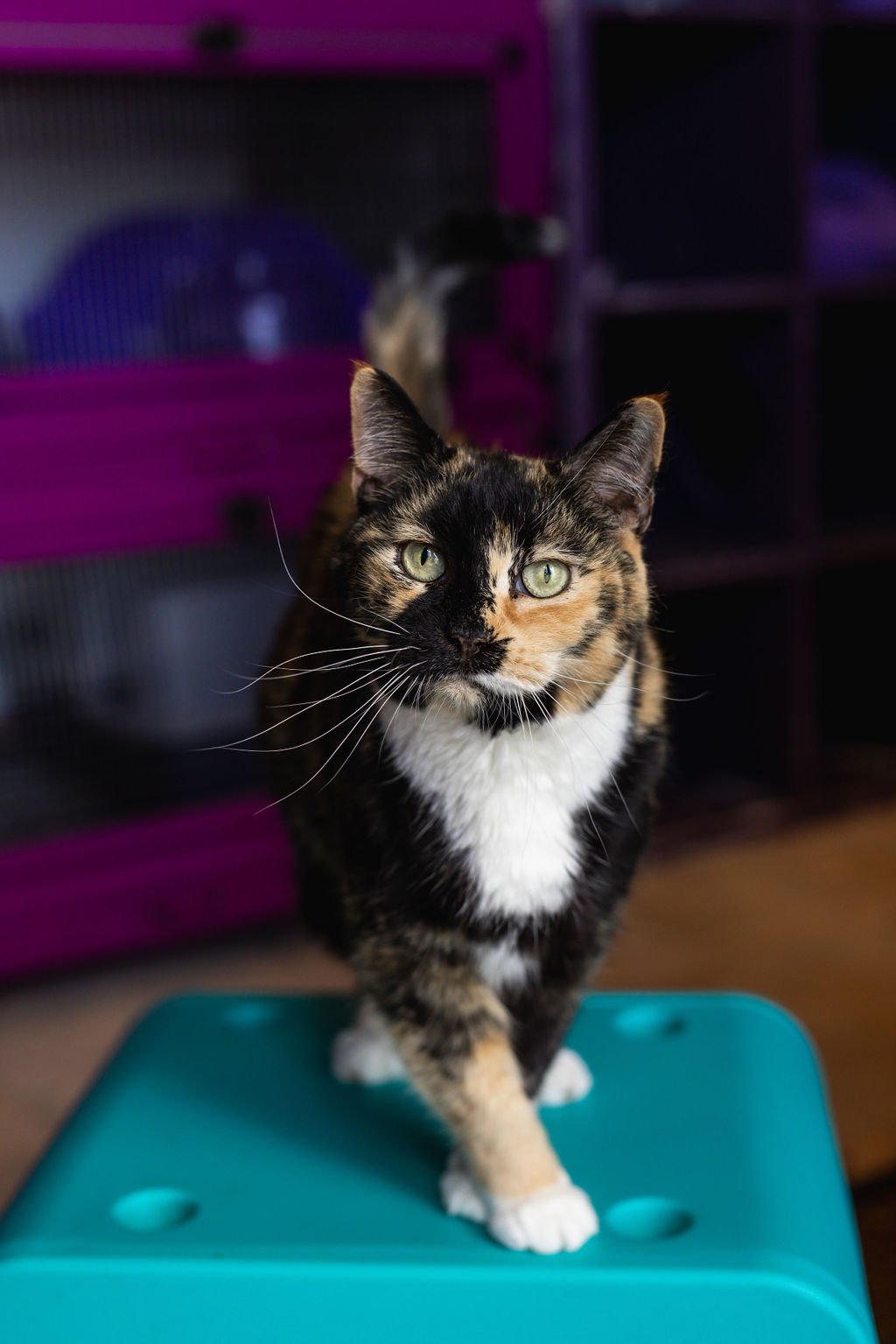 PURRR_Sept2023-34.jpg
