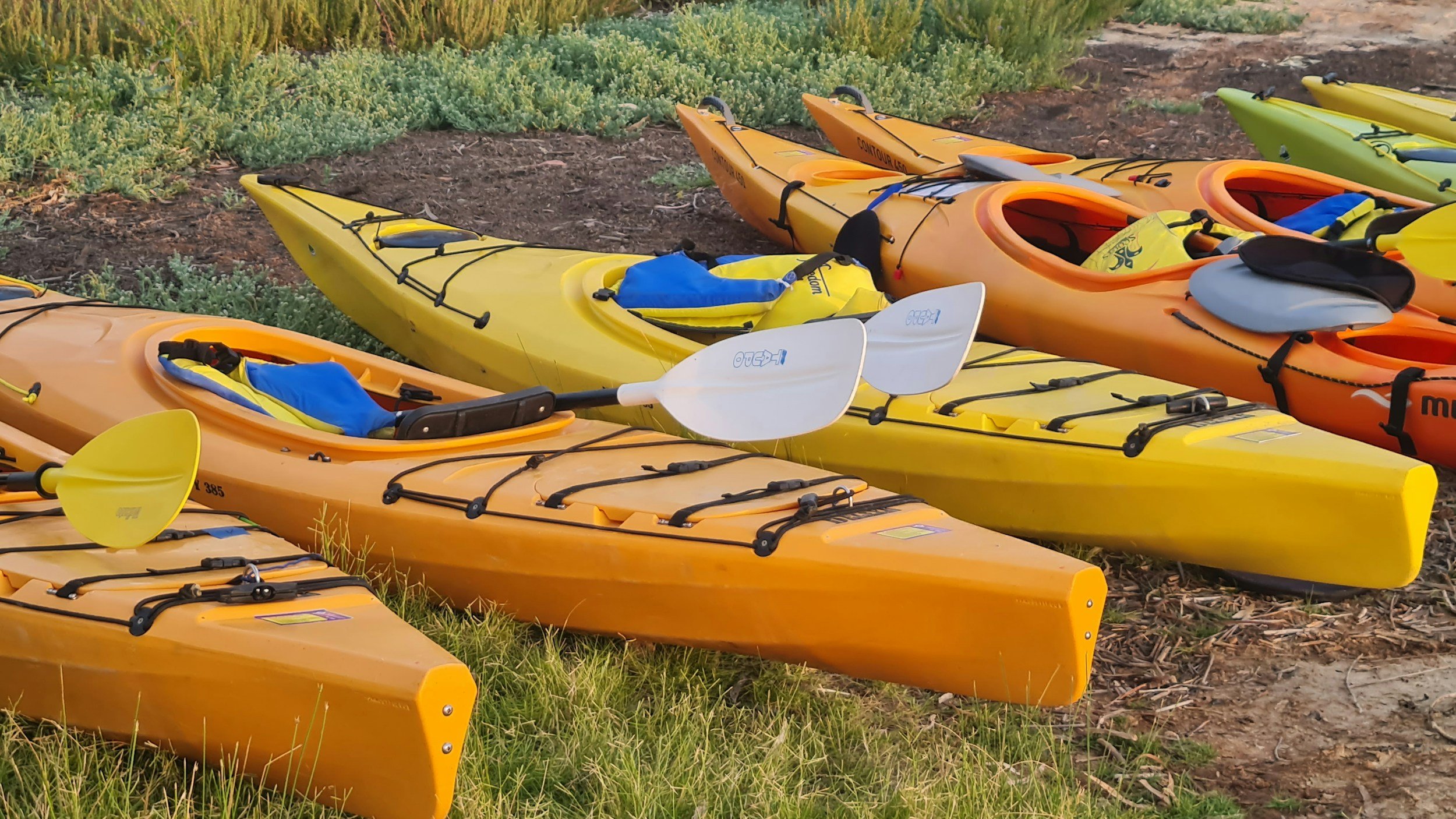 Multiple colorful kayaks, including yellow, orange, and green, are lined up on grass and dirt, with paddles resting on top of some kayaks.