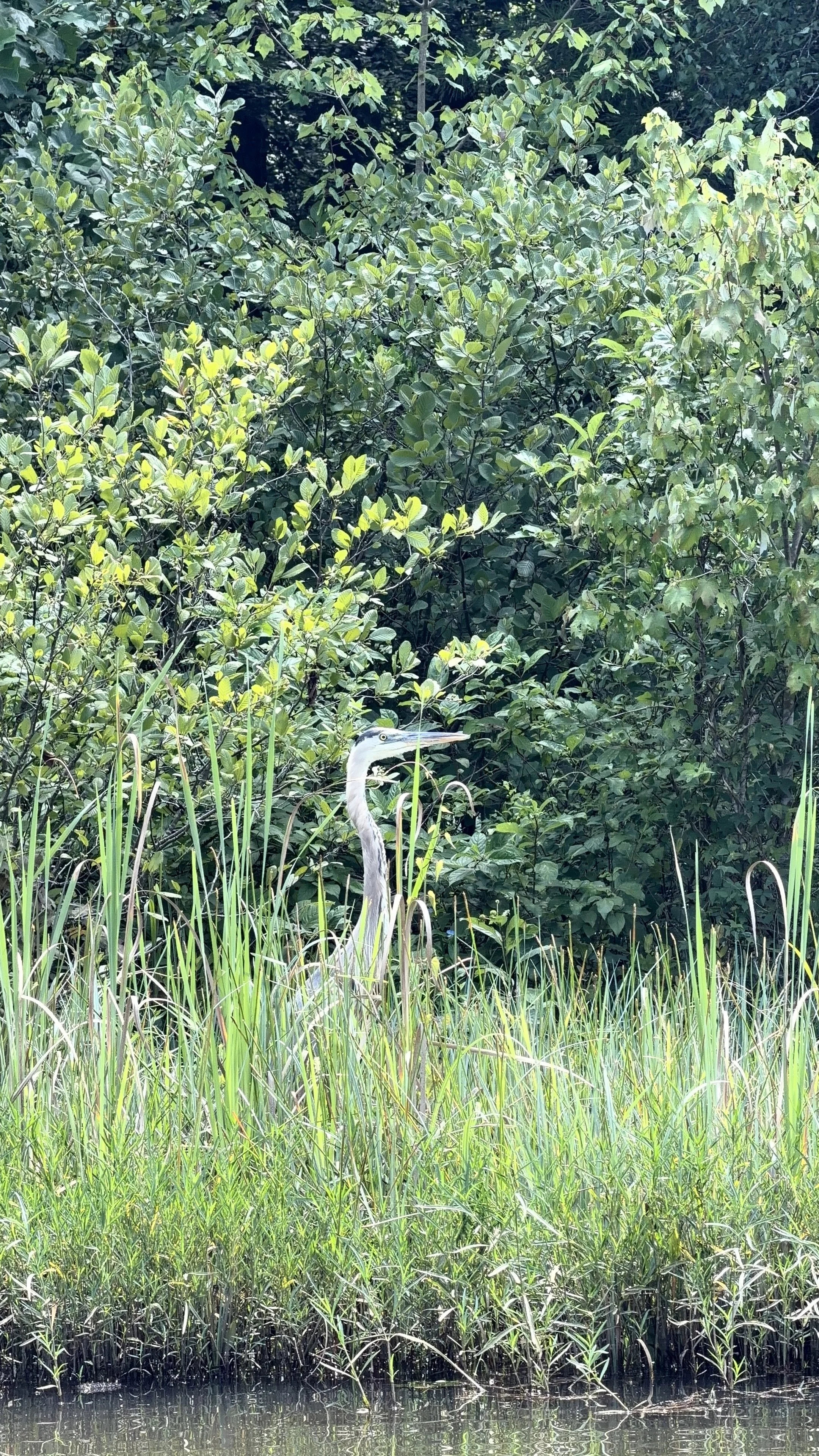 Great Blue Heron