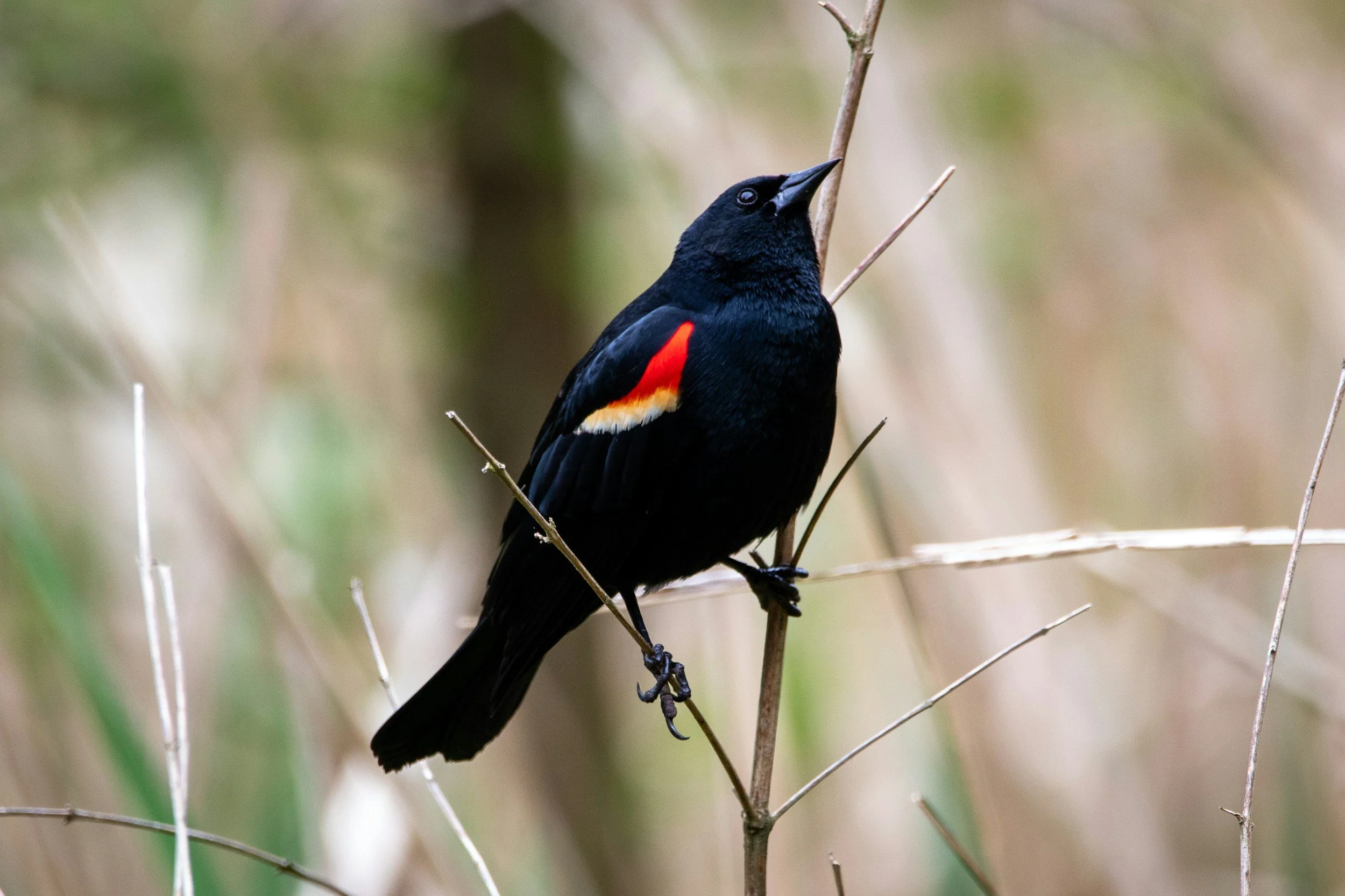Red-Winged Blackbird