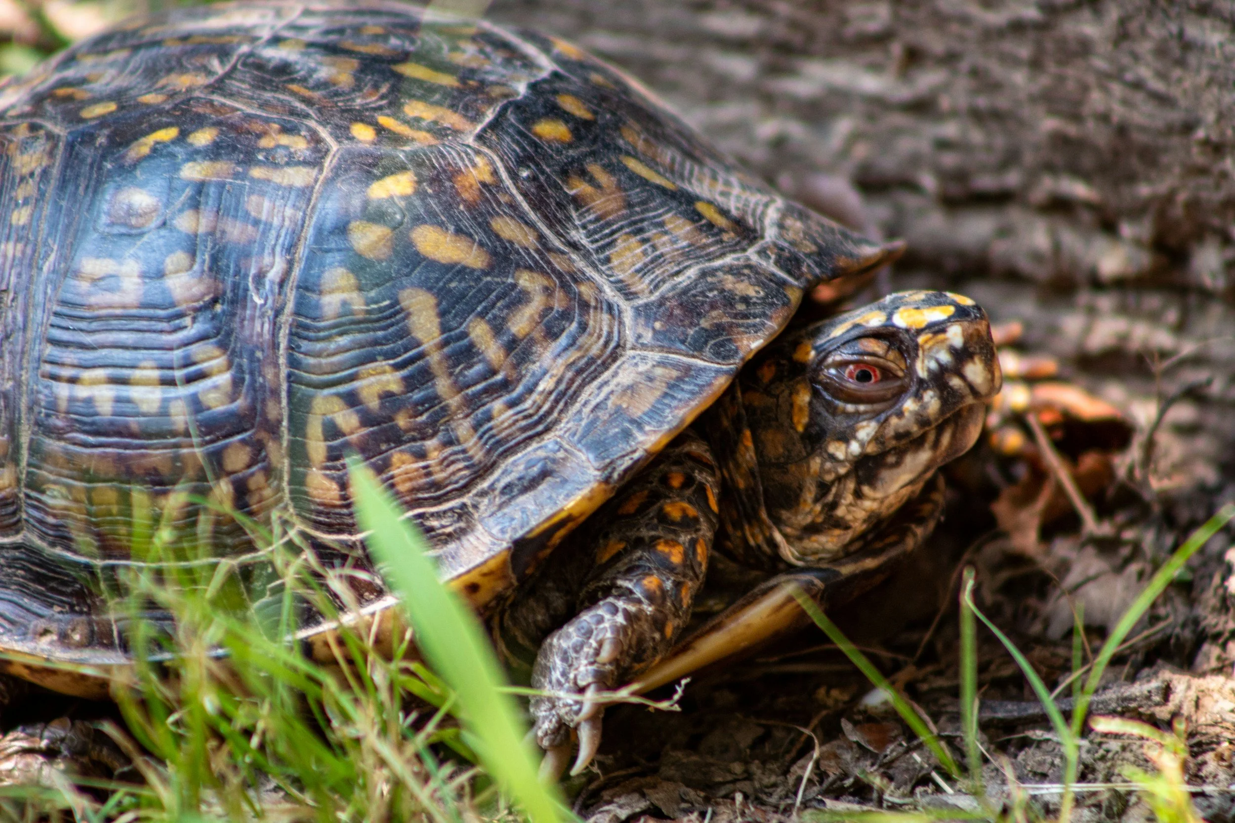 Eastern Box Turtle