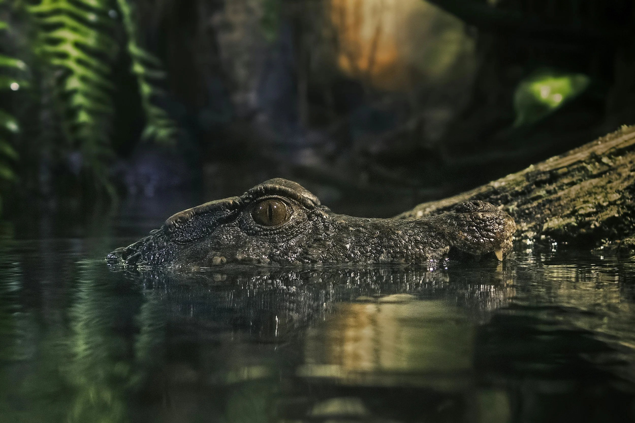 A crocodile partially submerged in water, with only its eyes and upper head visible, in a swampy, forested environment.