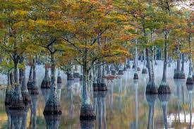 Swamp with cypress trees and their distinctive knees, partially submerged in water with autumn-colored leaves.