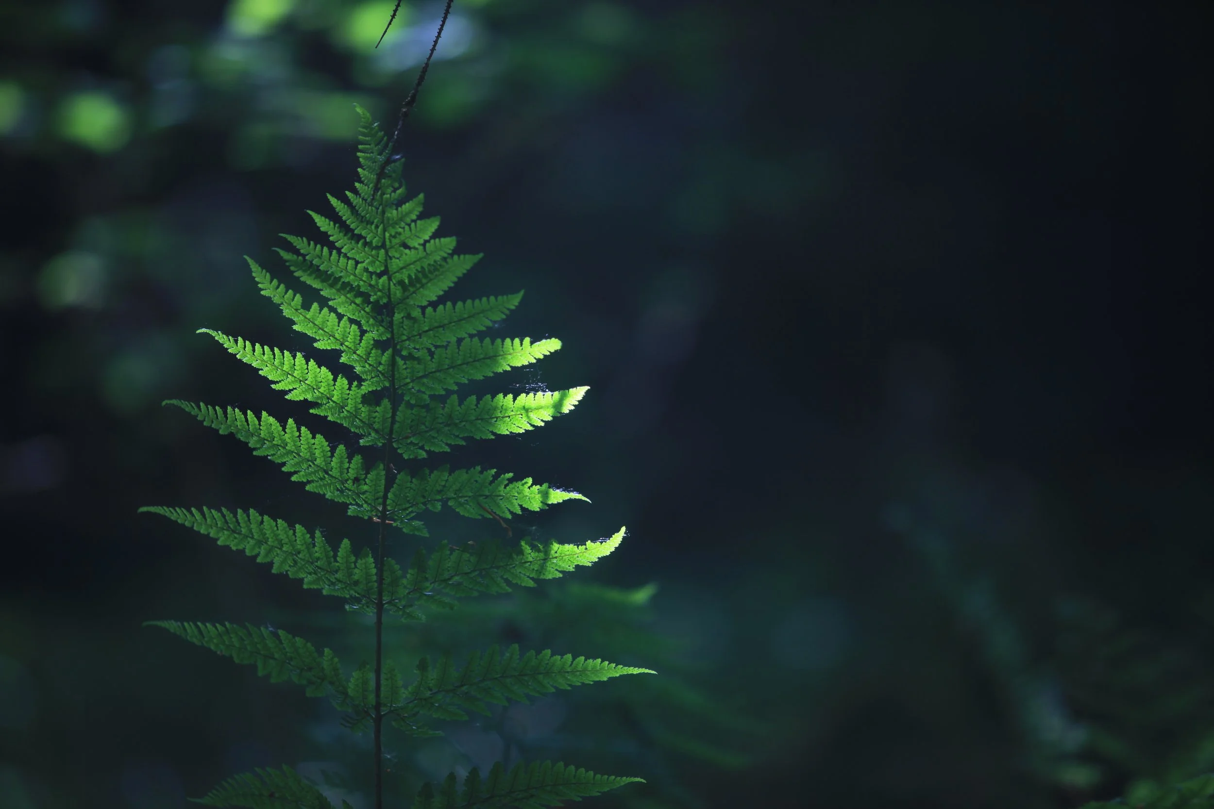 Day Session — 2 Hours