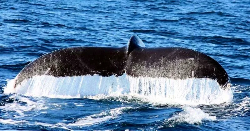 Whale Watching Tour Image 4