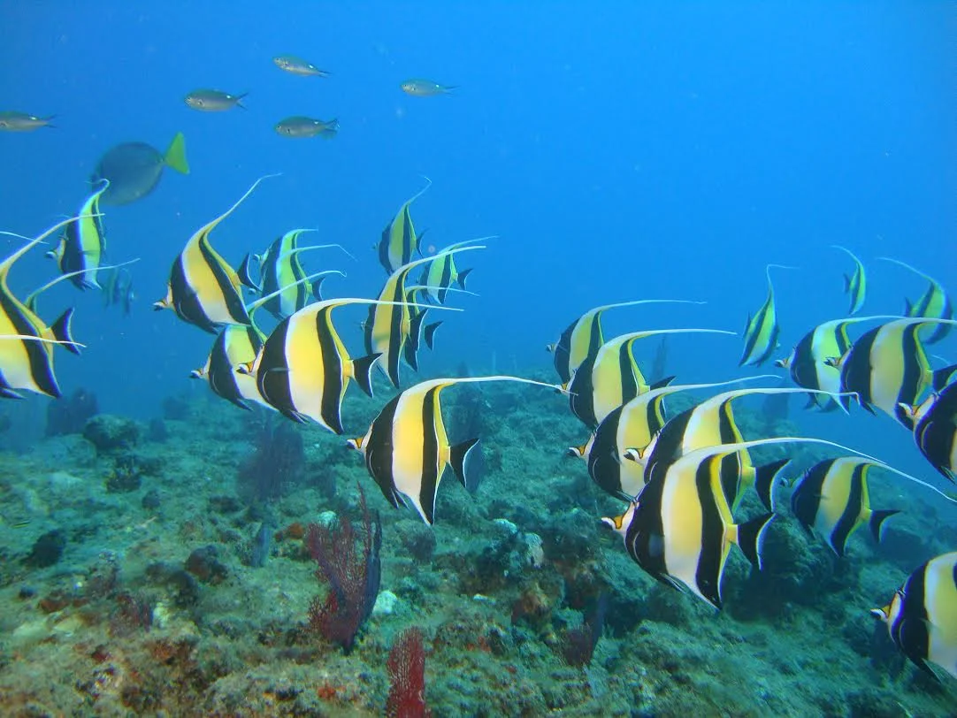 Snorkeling by the Arch Image 5