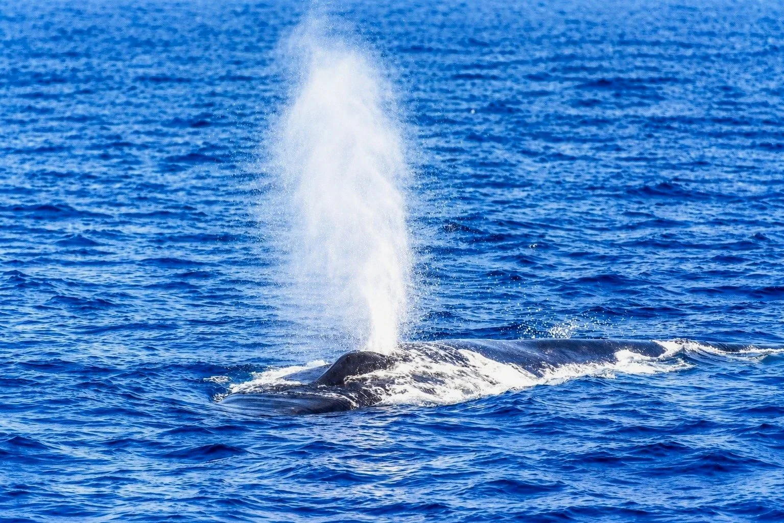 Whale Watching Tour Image 3