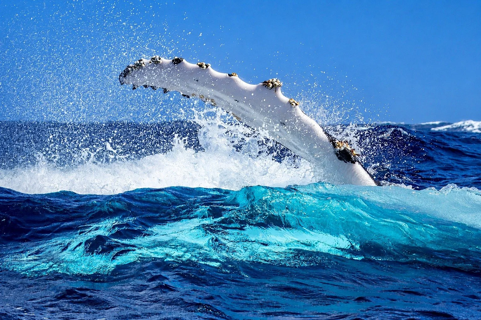 Whale Watching Tour Image 6