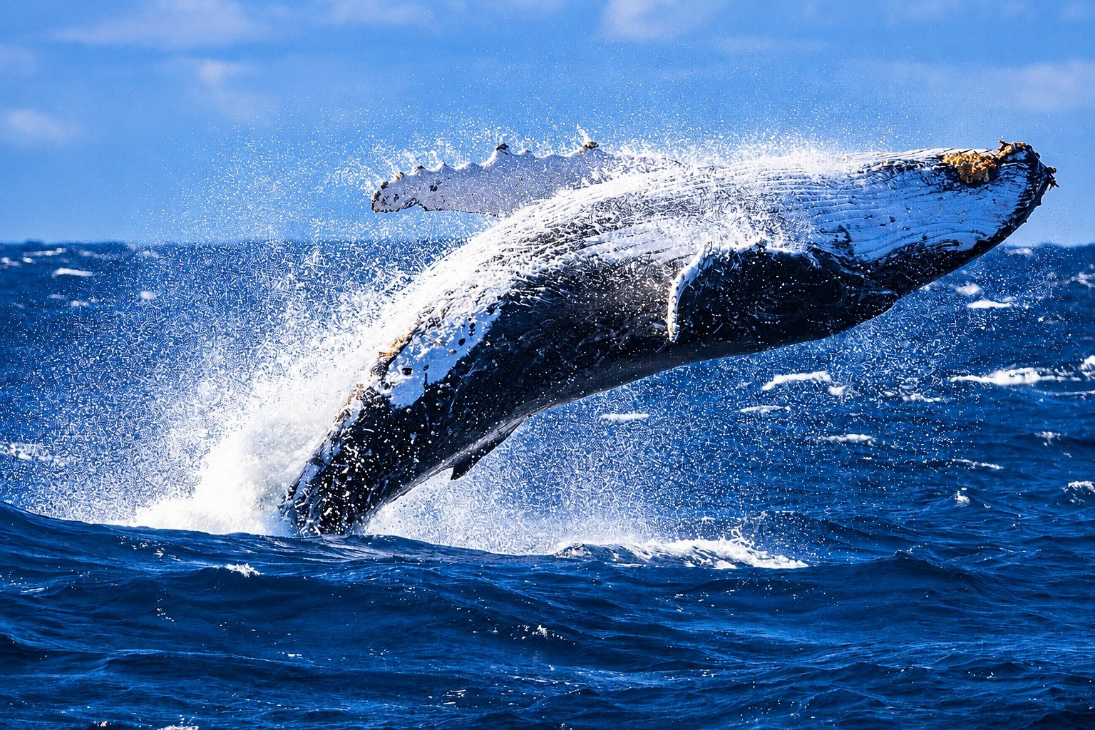 Whale Watching Tour Image 7