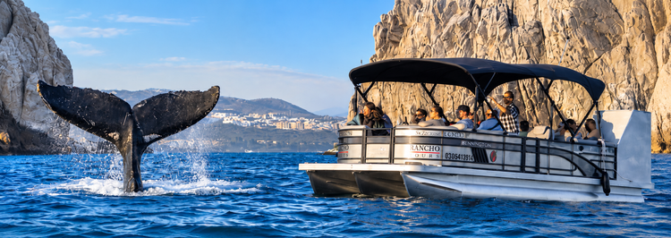 Humpback whale tail rising from the blue ocean beside a Rancho Tours boat near the cliffs of Cabo San Lucas