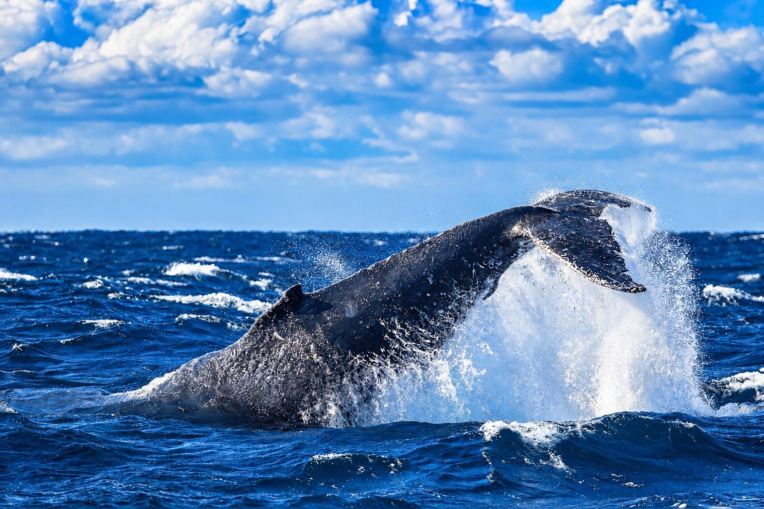 Whale Watching Tour Image 5