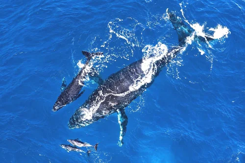 Private Whale Watching Tour Image 1