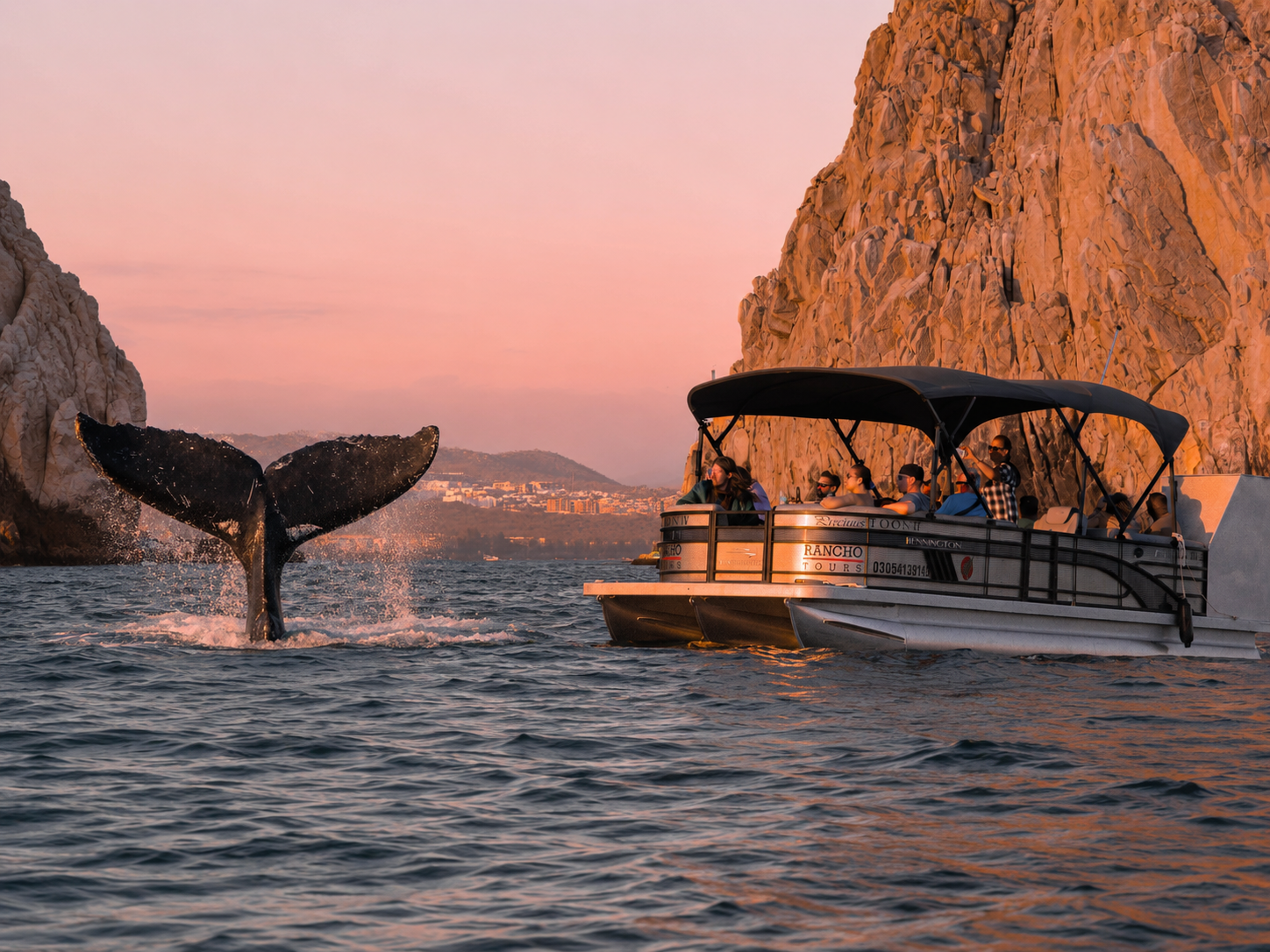 Whale Watching Tour Main Image 1