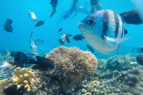 Anemone and tropical fish swimming underwater