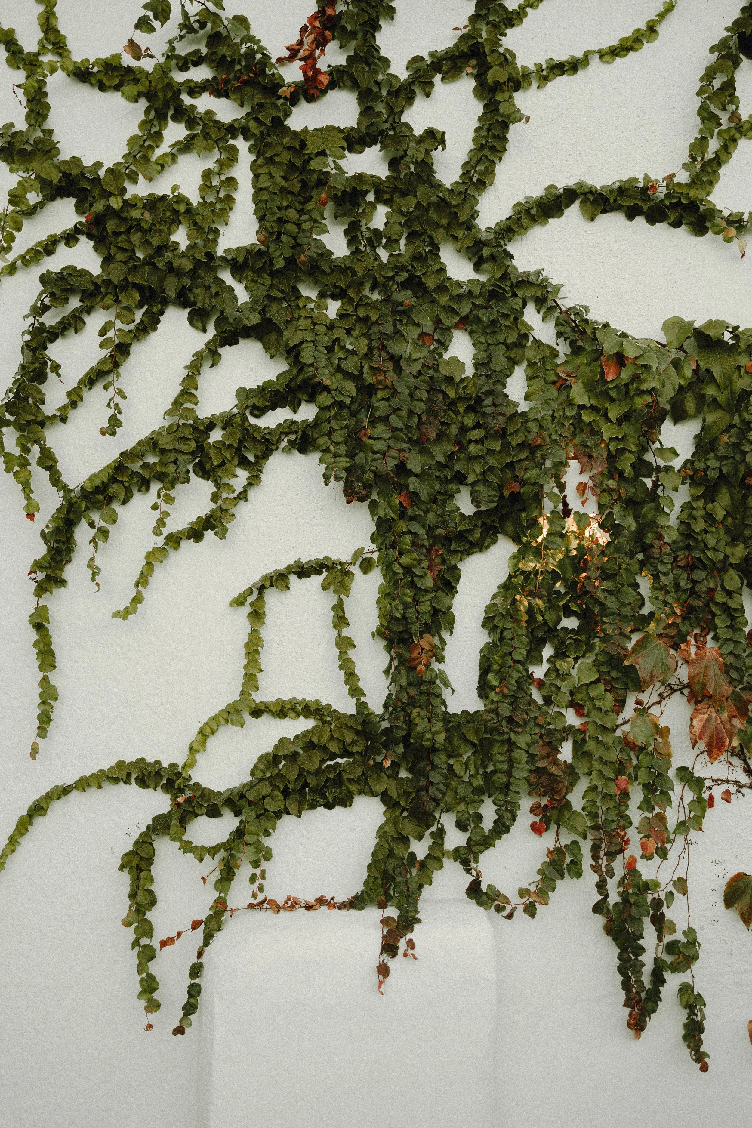 Enredaderas verdes y con hojas moradas creciendo sobre una pared blanca.