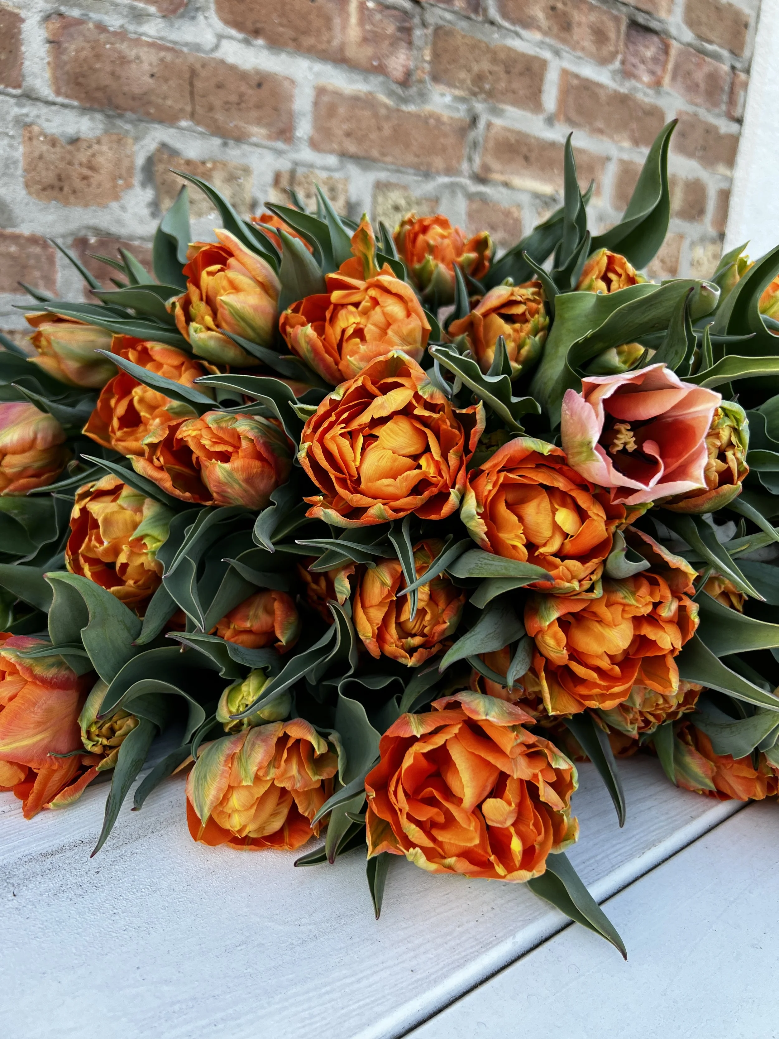 Specialty Tulip Subscription