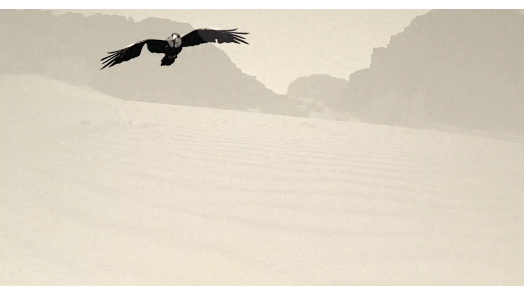 A bird flying over a desert landscape with sand dunes and rocky hills in the distance.