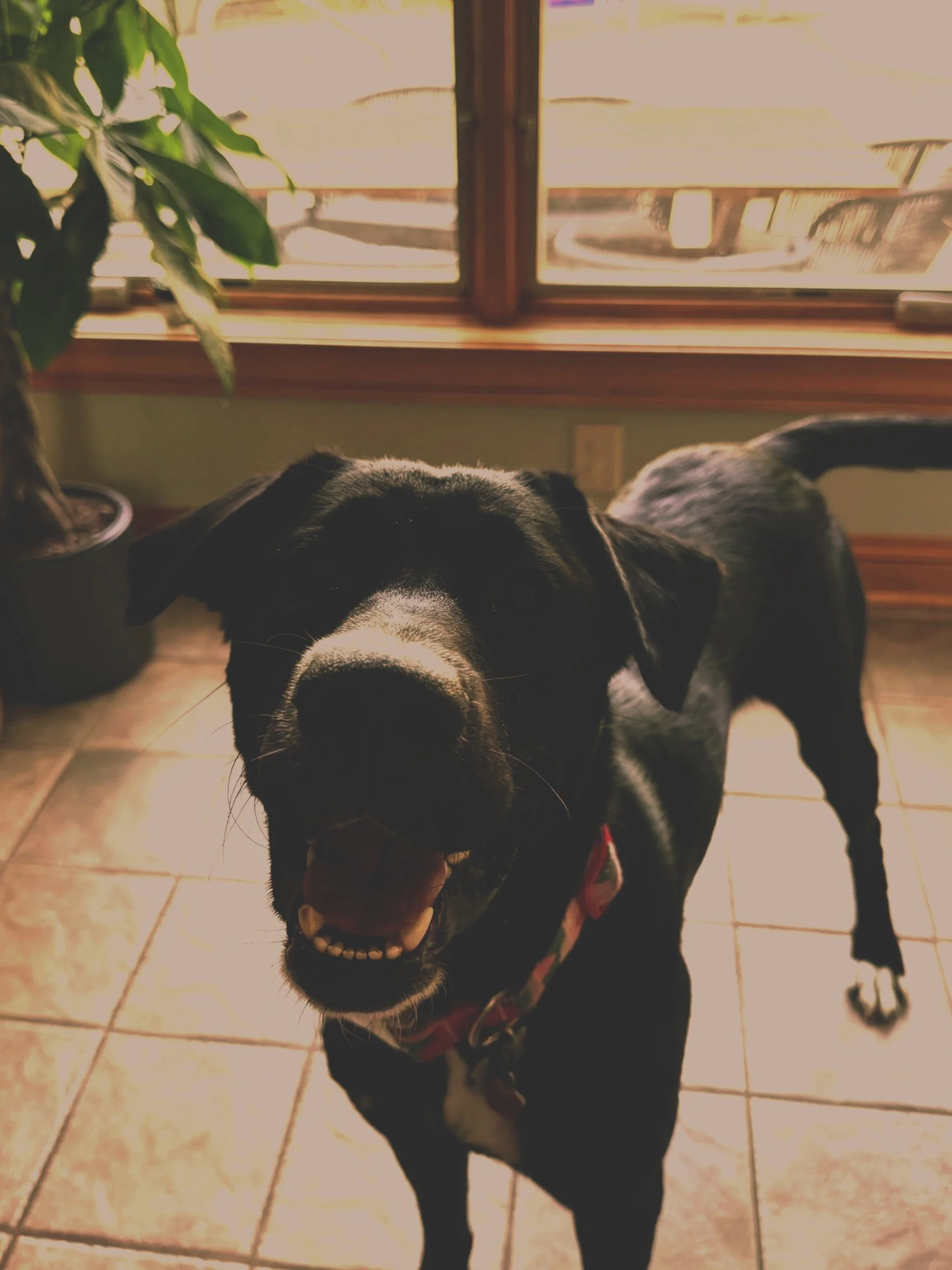A happy black dog with a white snout and wearing a red collar standing on a tiled floor near a window, with sunlight coming through.