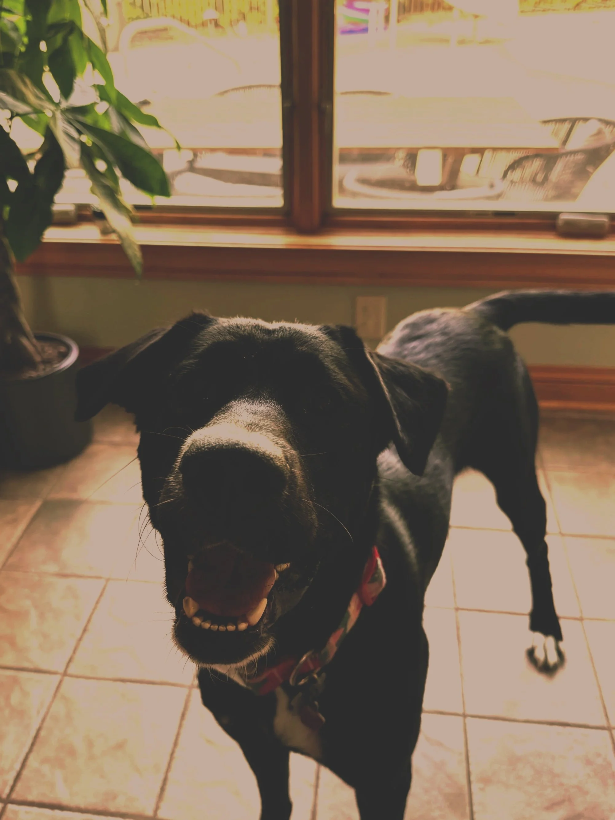 Black dog with white markings on its face and chest, smiling with mouth open, wearing a red bandana, standing on tiled floor near a window with wooden trim, with sunlight coming through and a potted plant nearby.