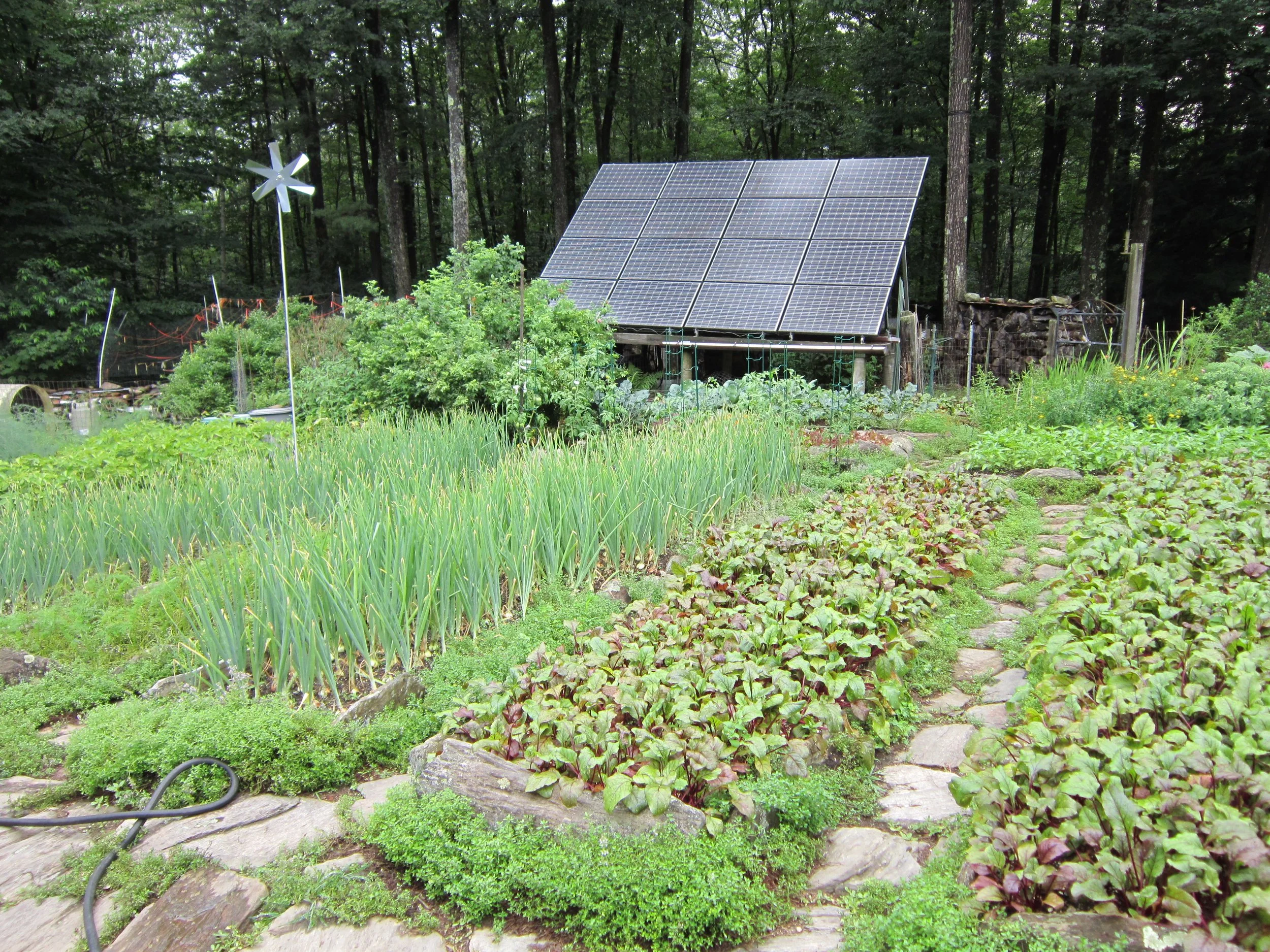 garlic beetles cover wasps 025 - Celeste Longacre.JPG