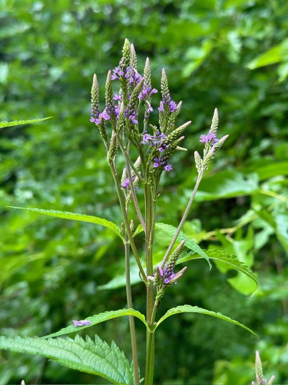Midsummer Medicinal Plant Walk