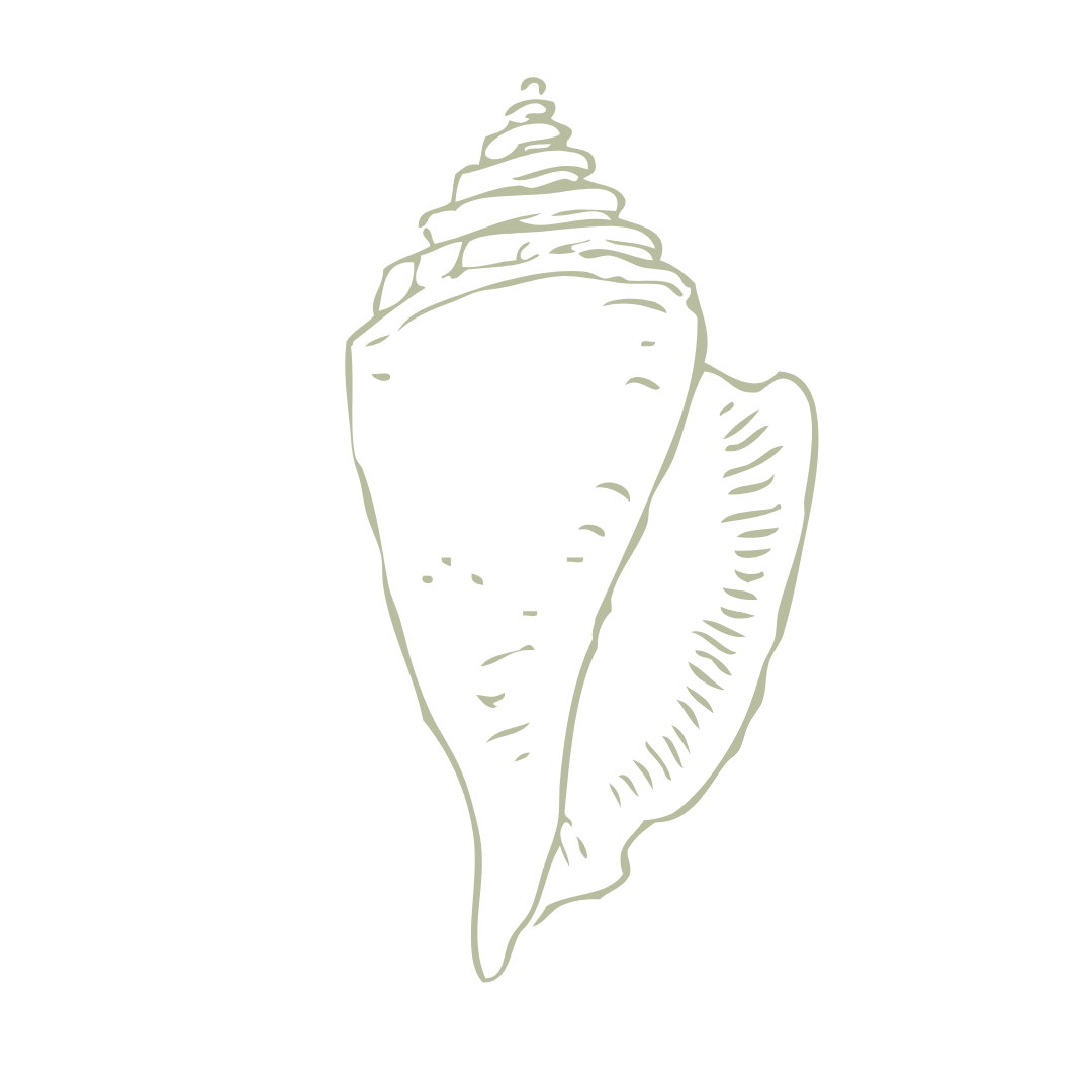 Line drawing of a conch shell with a smaller shell placed alongside it on a white background.