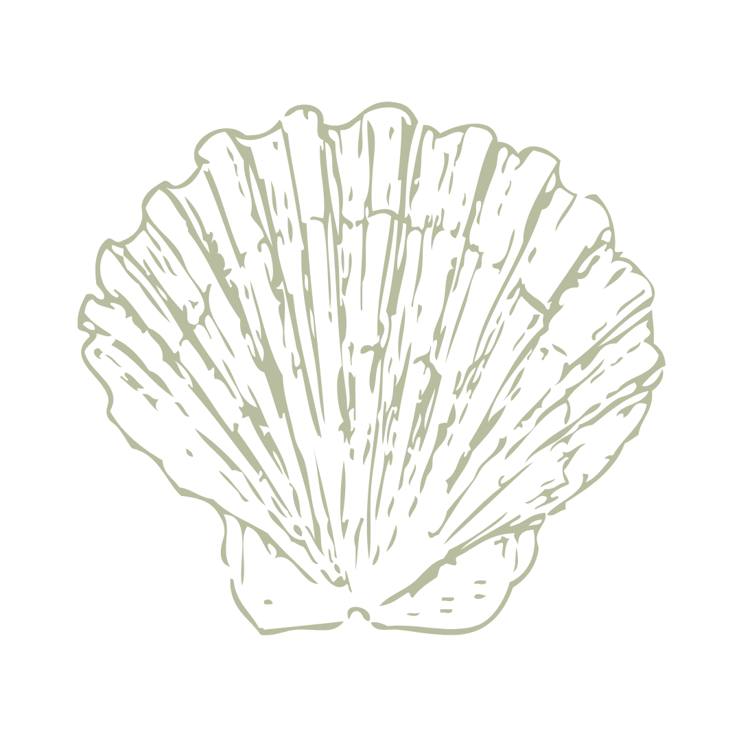 Line drawing of a scallop shell, black and white, on a white  background.