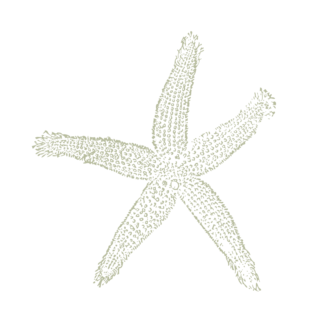Outline of a starfish with detailed texture on a white background.
