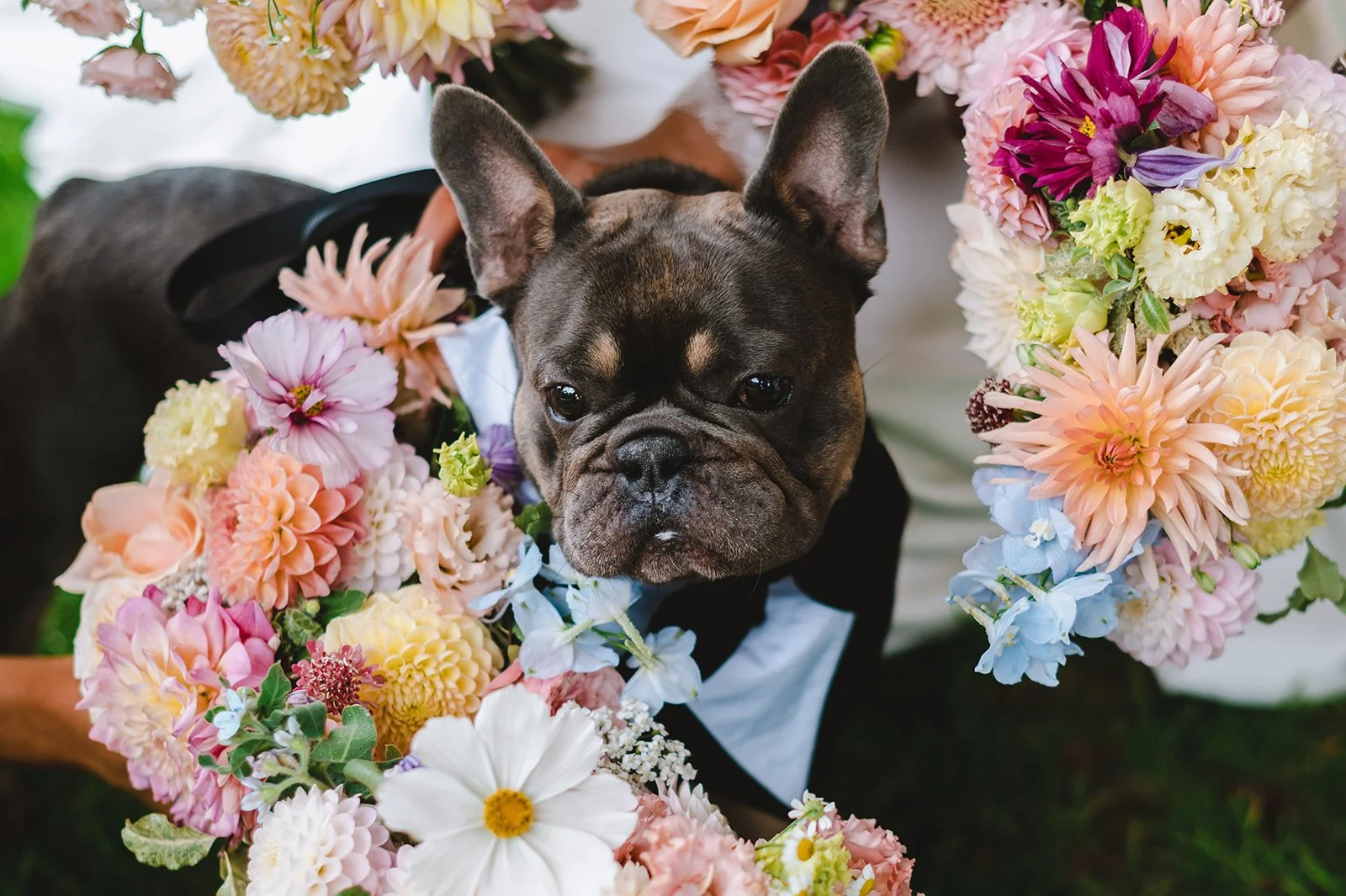 A French Bulldog wearing a tuxedo surrounded by a colorful assortment of flowers.