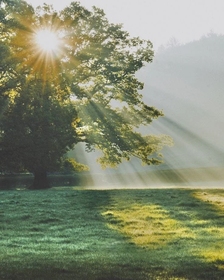 Sunlight shining through the branches of a large tree in a wide open grassy field, creating rays of light and brilliance.