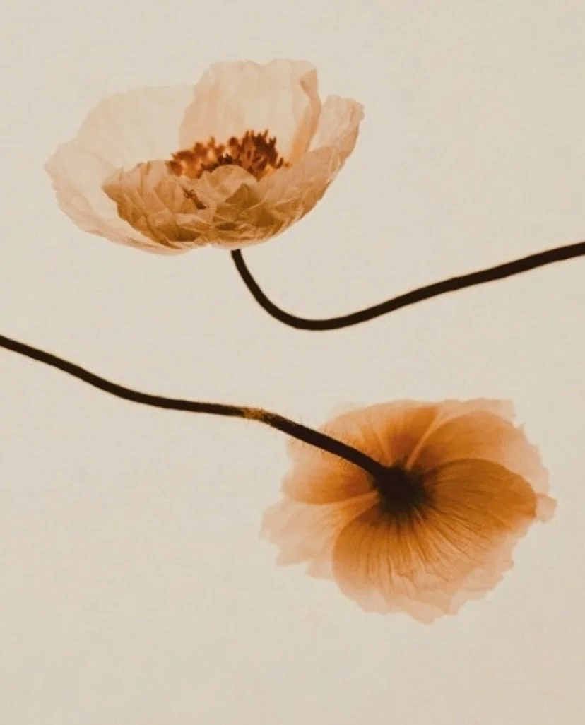 Two pressed peach-colored poppy flowers with black stems on a white background. One flower is more shadowy, cast downward and we see the back of it; the other flower is facing upwards, forwards, and brighter.