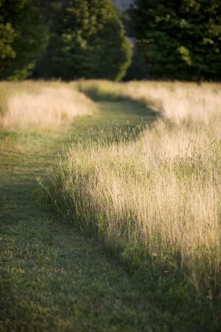 A singular, long, and winding grassy dirt path running through a field with tall grass on either side and trees in the distance.