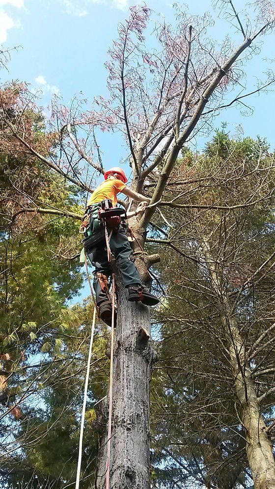 Tree climber in safety gear ascending a tall, dead tree in a forested area with other trees and a blue sky.