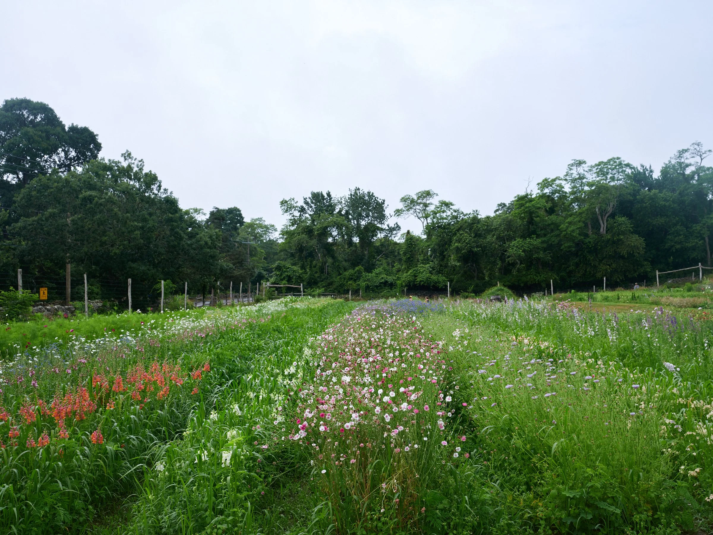 A field of colorful wildflowers with a backdrop of green trees and an overcast sky.