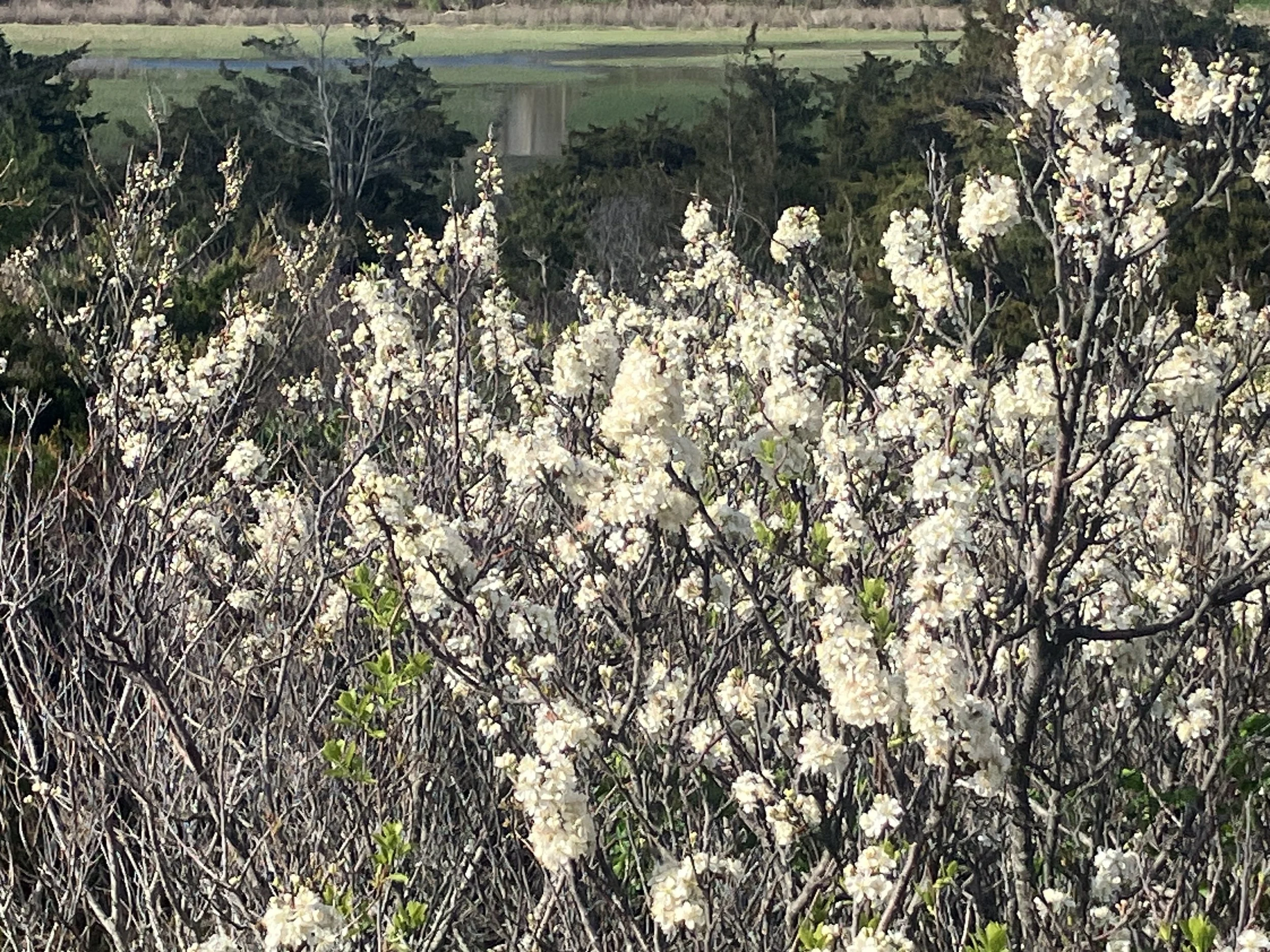 Beach Plums in Bloom on Cape Cod