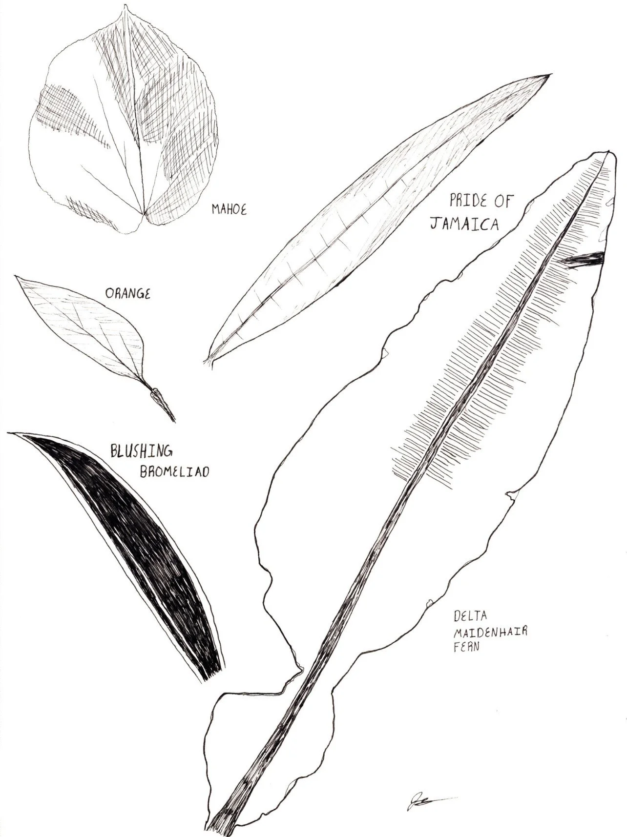 A labeled ink plant and leaf diagram