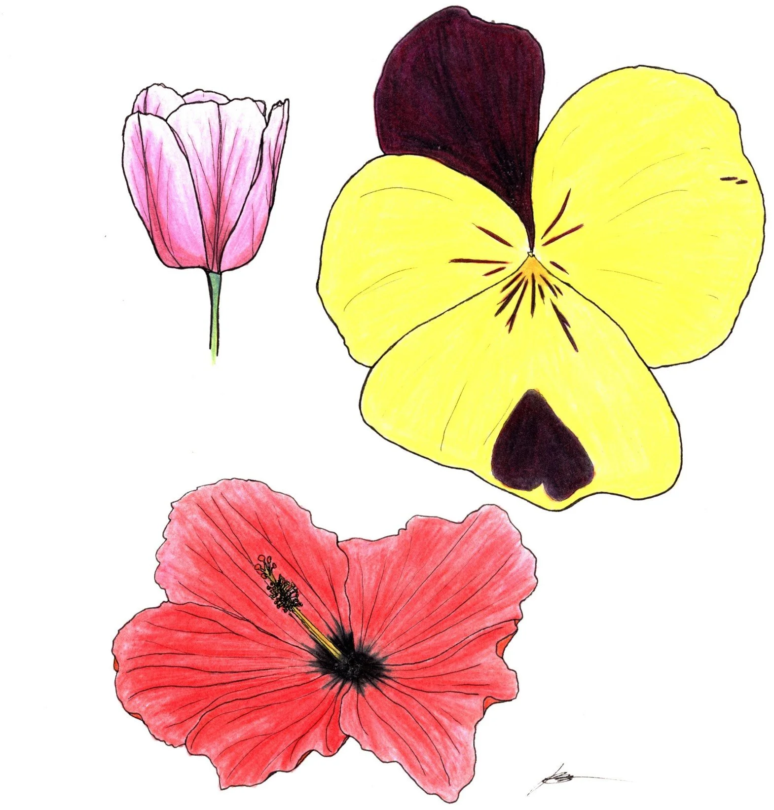 A collection of flowers in color and ink