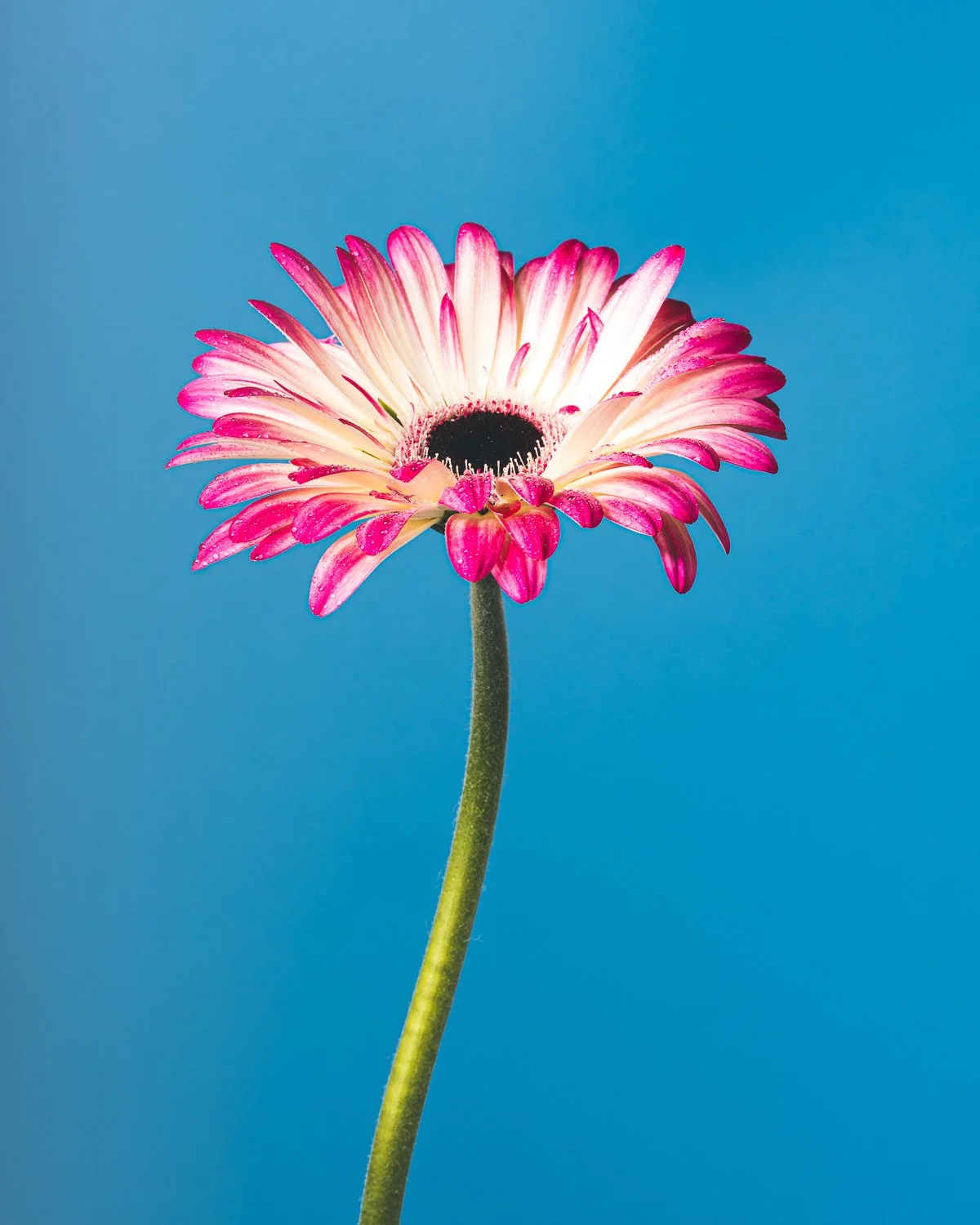 Flower - Personal Work