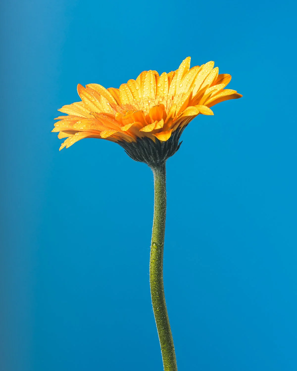 Flower - Personal Work