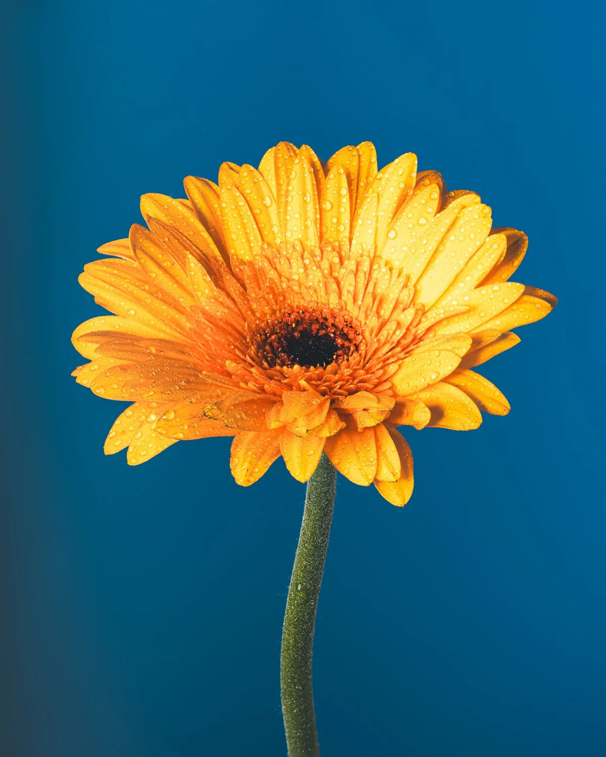 Flower - Personal Work