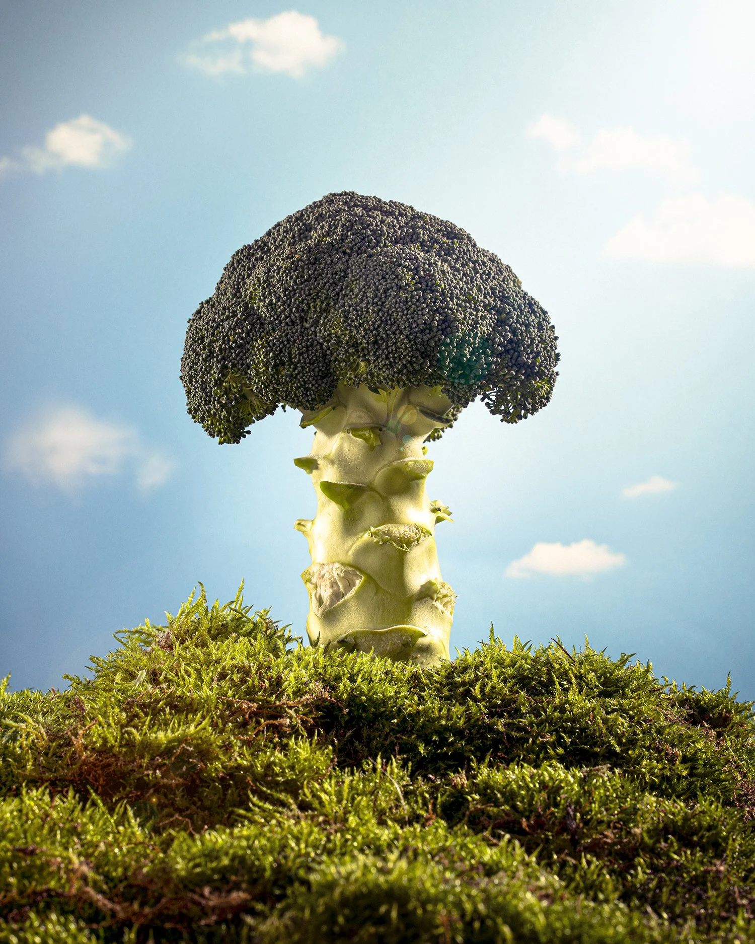 Broccoli Tree - Personal Work